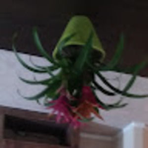 Meet your Posher, Diana